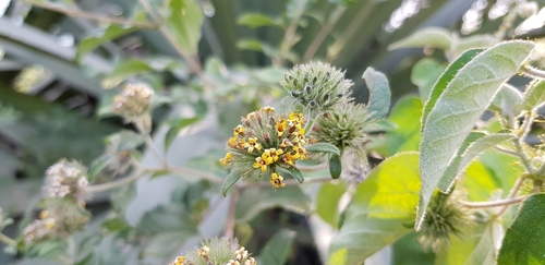 Lagascea aurea