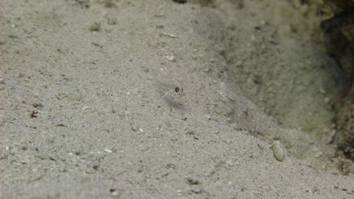 Ctenogobiops crocineus