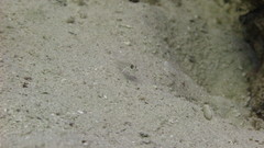 Ctenogobiops crocineus