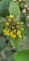 Lagascea aurea