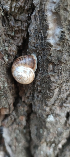 Chocolate-band Snail, Herzegovina-Neretva, BA-BF, BA, photo 8 of 10