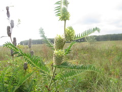 Astragalus alopecurus