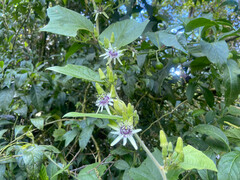 Passiflora sexflora image