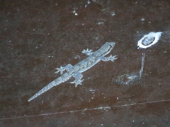 Hemidactylus platyurus