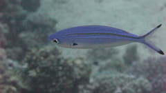 Caesio lunaris