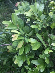 Bridelia cathartica