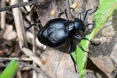 Meloe brevicollis
