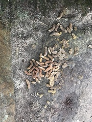 Lagopus lagopus scotica