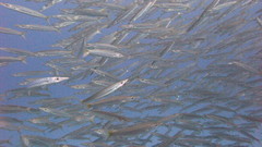 Sphyraena flavicauda