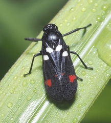 Callitettix versicolor