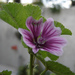 High Mallow - Photo (c) Roberto, some rights reserved (CC BY-SA)