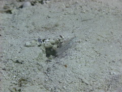 Ctenogobiops crocineus