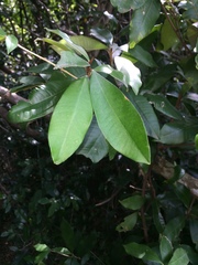 Englerophytum natalense
