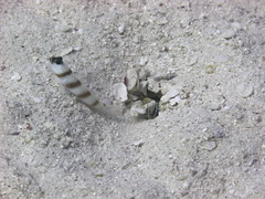 Amblyeleotris steinitzi