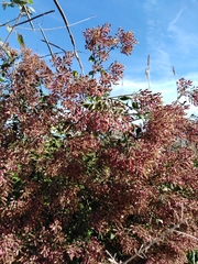 Salpianthus arenarius