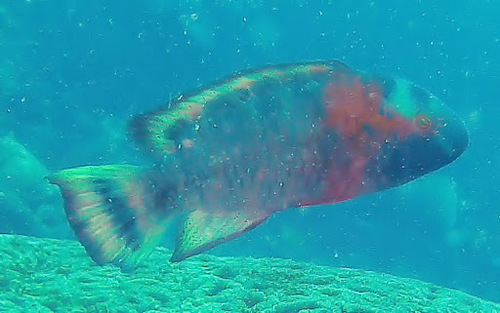 Redbreast Maori Wrasse