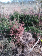 Salpianthus arenarius