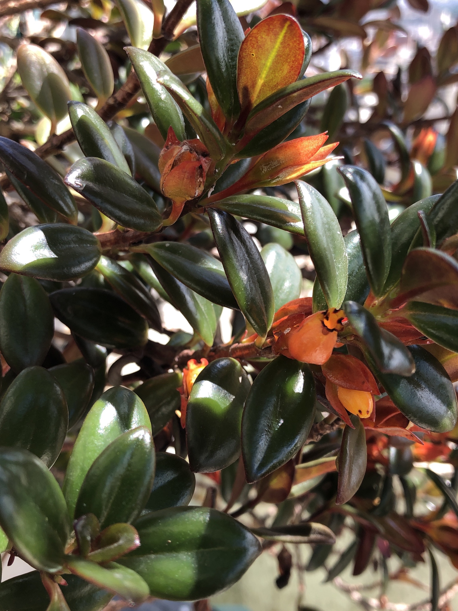 Nematanthus wettsteinii