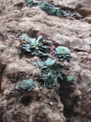 Graptopetalum sinaloensis