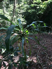 Dracaena aletriformis