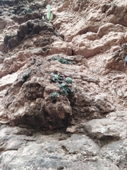 Graptopetalum sinaloensis