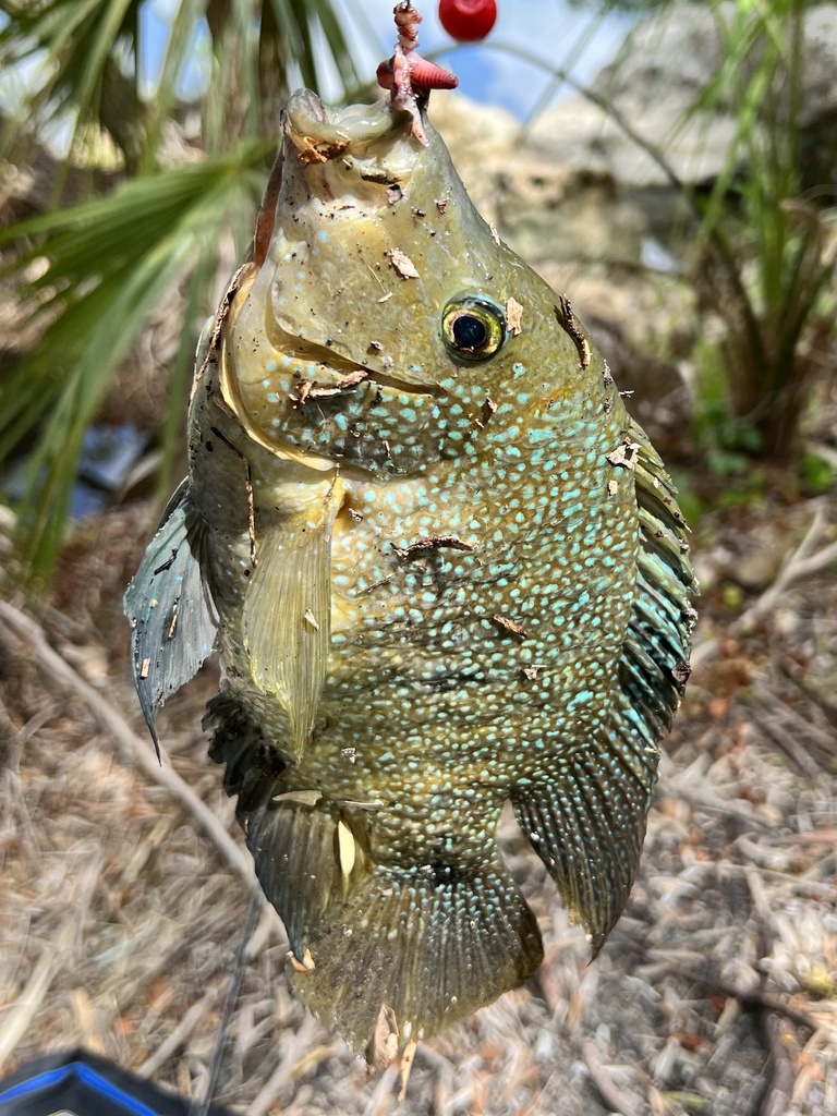 Texas Cichlid From Lake Seminole Park Seminole FL US On July 12 texas-cichlid-from-lake-seminole-park-seminole-fl-us-on-july-12