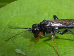 Tenthredo mandibularis