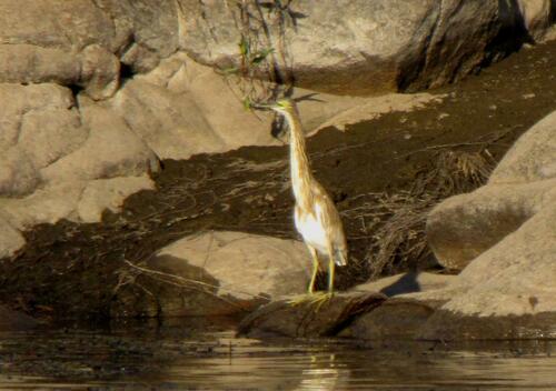 Squacco Heron