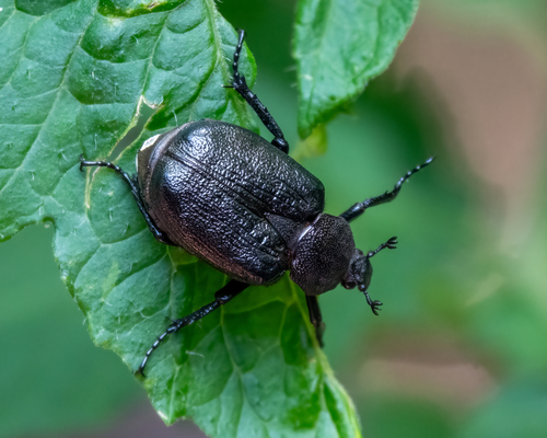 Rough Hermit Beetle photo 5
