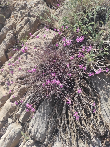 Image of Dianthus orientalis by no rights reserved