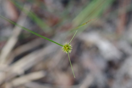 Cyperus filiculmis iNat (3)