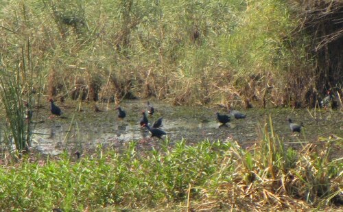 African Swamphen