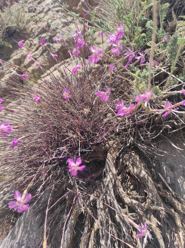 Dianthus orientalis, photograph 5