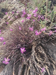 Dianthus orientalis, photograph author not stated, no rights reserved