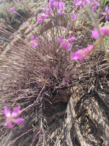 Dianthus orientalis, photograph 6