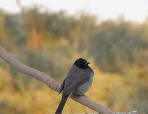 Common Bulbul