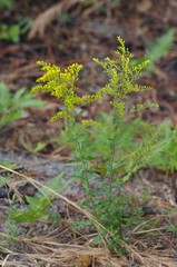 Solidago chapmanii image