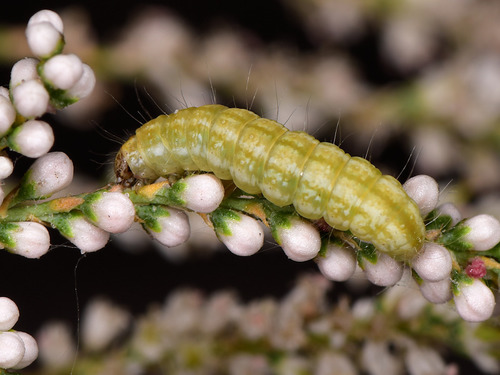 Black-olive Caterpillar Moth