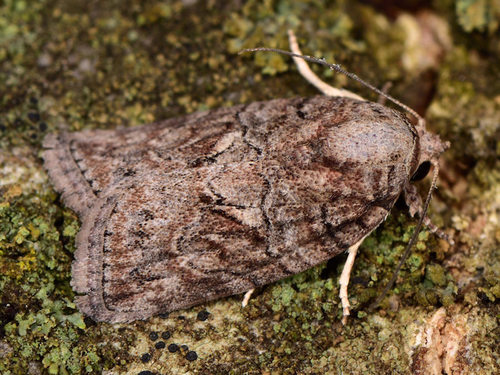 Black-olive Caterpillar Moth