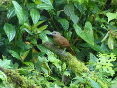 Thripadectes virgaticeps