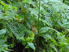 Myiothlypis coronata