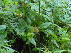 Myiothlypis coronata