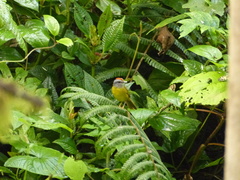 Myiothlypis coronata