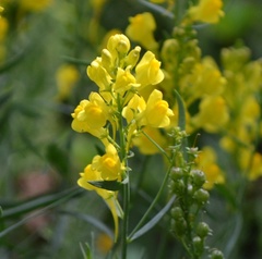 Linaria angustissima