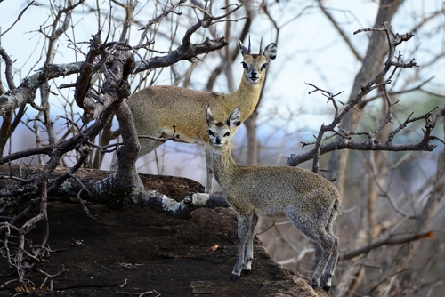 Klipspringer