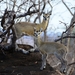 Klipspringer - Photo (c) mikeloomis, some rights reserved (CC BY-NC)