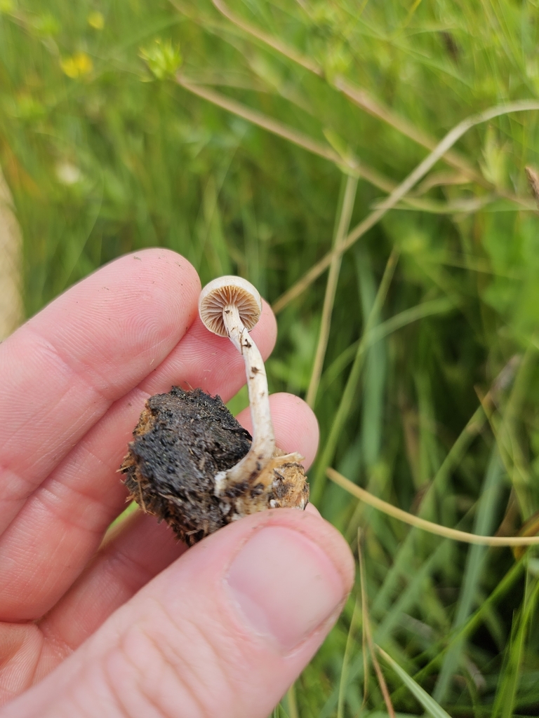 Deconica sp. 'CA03'