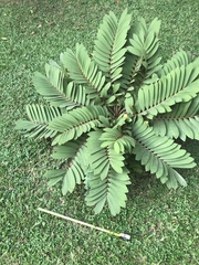 Zamia furfuracea