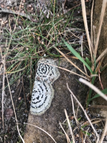 Rhizocarpon petraeum, 2019-01-06