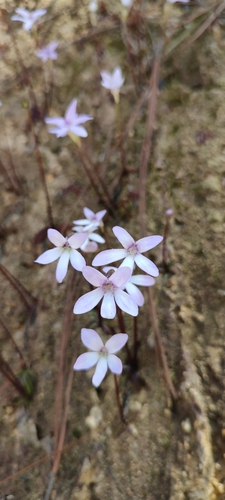 Pinguicula parvifolia